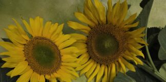 Cztery pory roku z moim ulubionym bohaterem – Lato z Janem i Wito cz.2